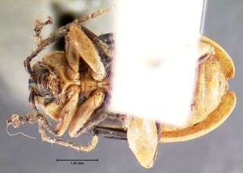 Media type: image; Entomology 18775   Aspect: habitus ventral view